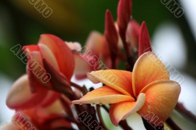 Frangipani (Plumeria)