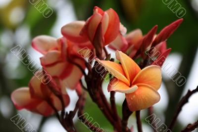 Frangipani (Plumeria)