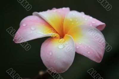 Frangipani (Plumeria)