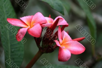 Frangipani (Plumeria)