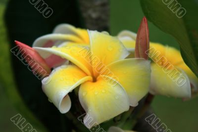 Frangipani (Plumeria)