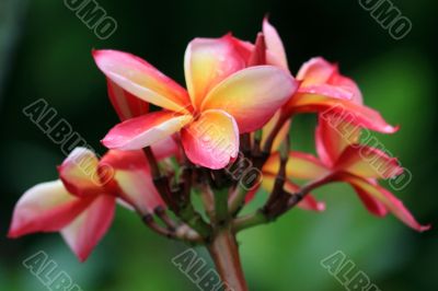 Frangipani (Plumeria)