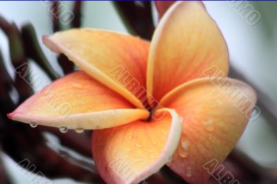 Frangipani (Plumeria)