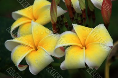Frangipani (Plumeria)