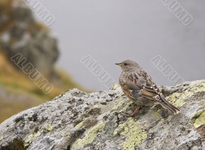 Sparrow on a rock
