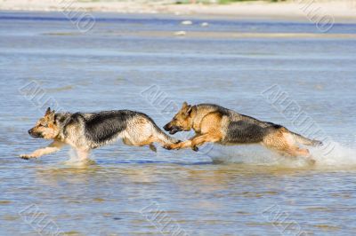 two wet Germany sheep-dogs running on sea water