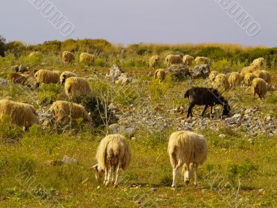 flock of sheep flock of sheep