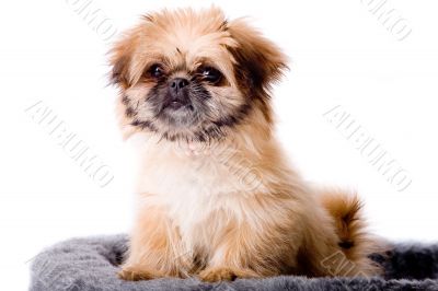 Cute pekingese dog Cute pekingese dog