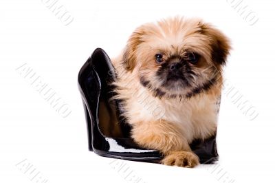 Pekingese dog with pumps Pekingese dog with pumps