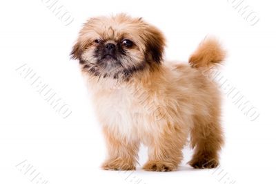 Sturdy pekingese dog