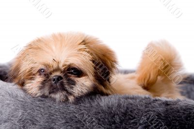 Sweet pekingese dog Sweet pekingese dog