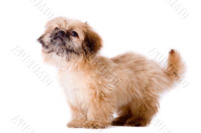 Asking pekingese dog