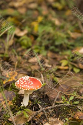 Amanita muscaria