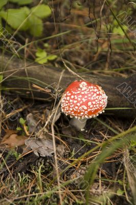 Amanita muscaria