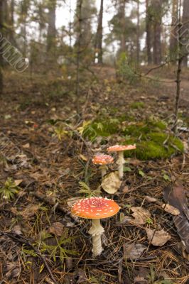 Path of Amanita Path of Amanita