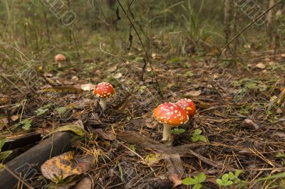 Path of Amanita Path of Amanita
