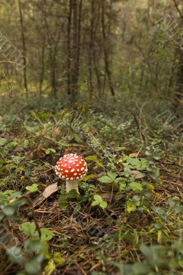 Amanita muscaria