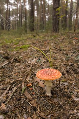 Amanita muscaria