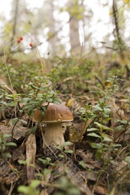 boletus mushroom in the moss