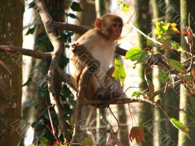 Monkey Monkey