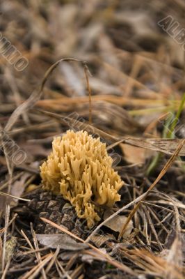 Ramaria mushroom Ramaria mushroom