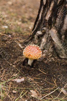 Amanita muscaria