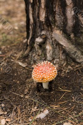 Amanita muscaria