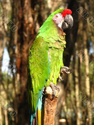 Military Macaw