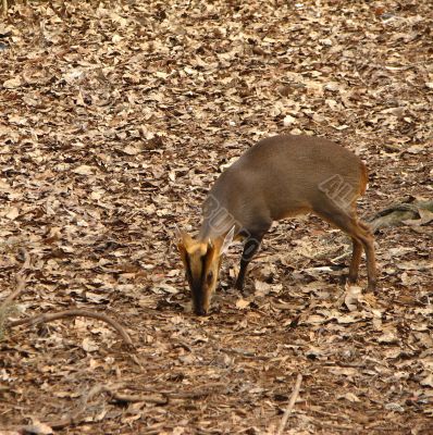 Deer in woods