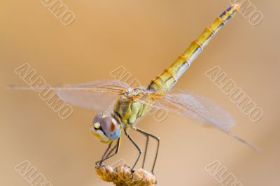 Dragonfly - sympetrum sp