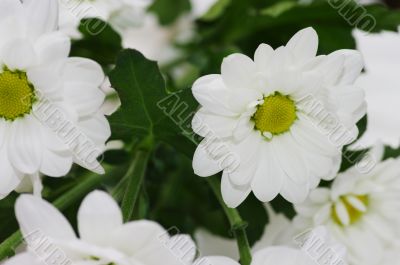 White flower background. White chrysanthemum.