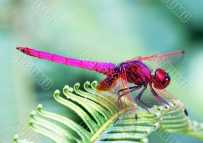 Trithemis aurora dragonfly