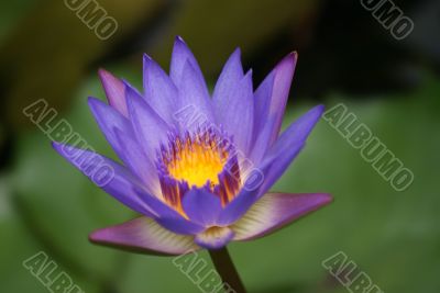 Purple Lotus