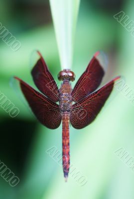 Neurothemis fluctuans dragonfly