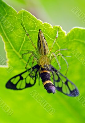 Spider and Bug Spider and Bug