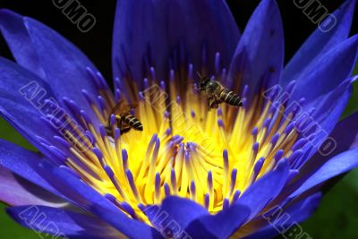 Lotus and Bee Lotus and Bee