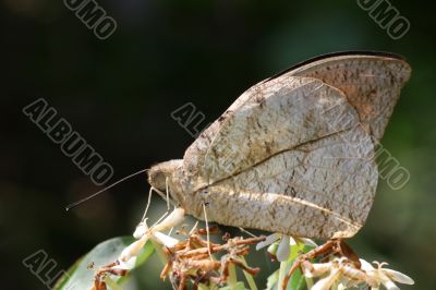 Great Orange Tip Butterfly