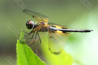 Rhyothemis phyllis dragonfly