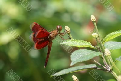 Neurothemis fluctuans dragonfly Neurothemis fluctuans dragonfly