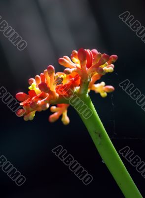 Red flower with backlighting