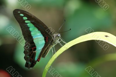 Common Bluebottle Butterfly