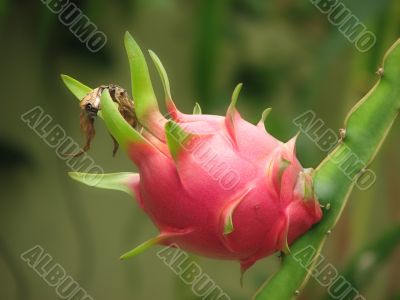 Dragon Fruit Dragon Fruit