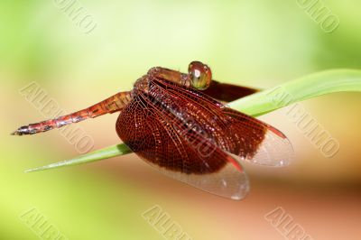 Neurothemis fluctuans dragonfly