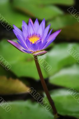 Purple Lotus