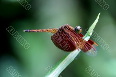 Neurothemis fluctuans dragonfly