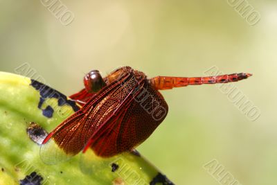 Neurothemis fluctuans dragonfly