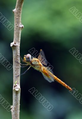 Wandering Glider Dragonfly