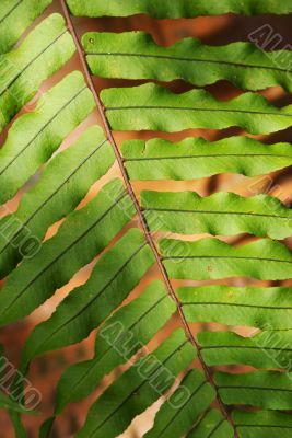 Fern in diagonal composition