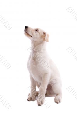 Attentive little dog Attentive little dog