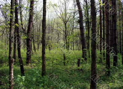 A spring forest A spring forest
